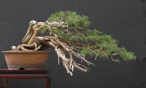 bonsai Azotado por el viento