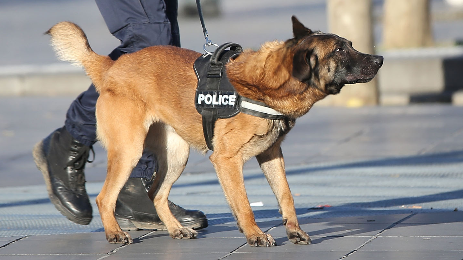 diesel-perro-policia